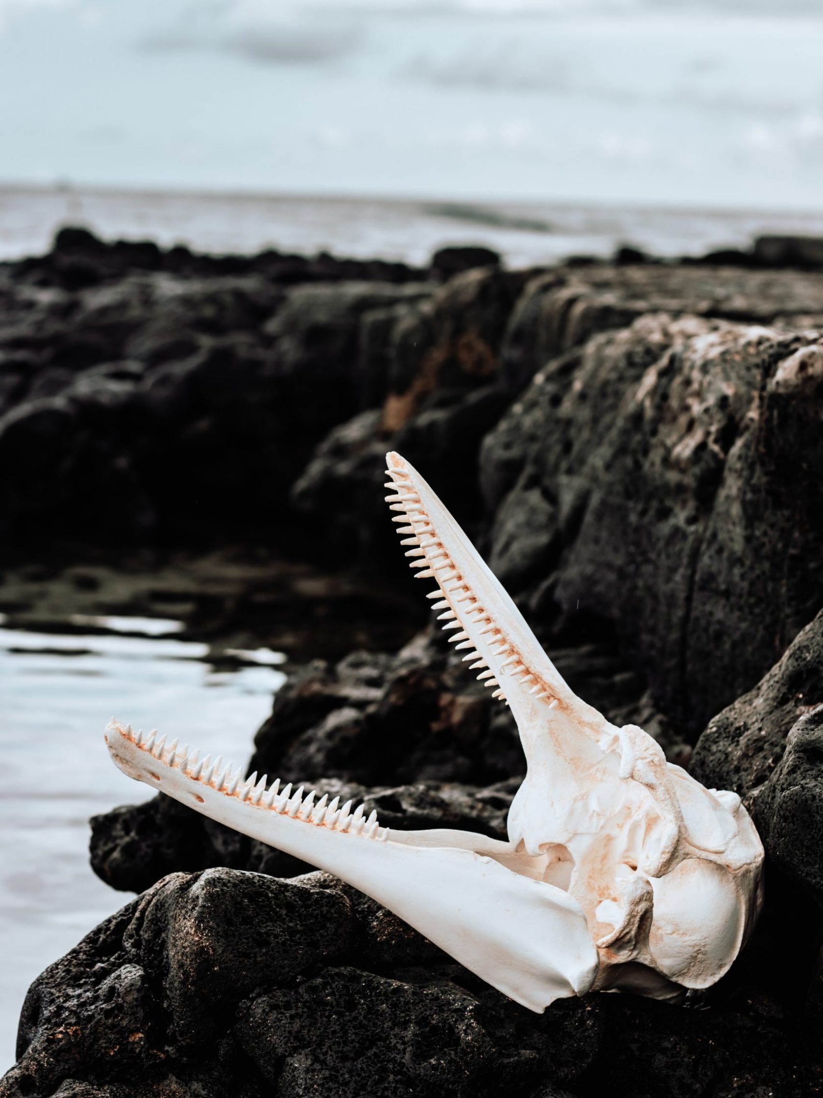 a close up of a rock near the ocean