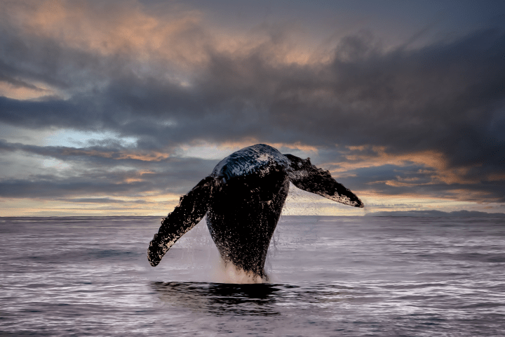 During a Whale Watch in Oahu, a humpback whale breaches at sunset