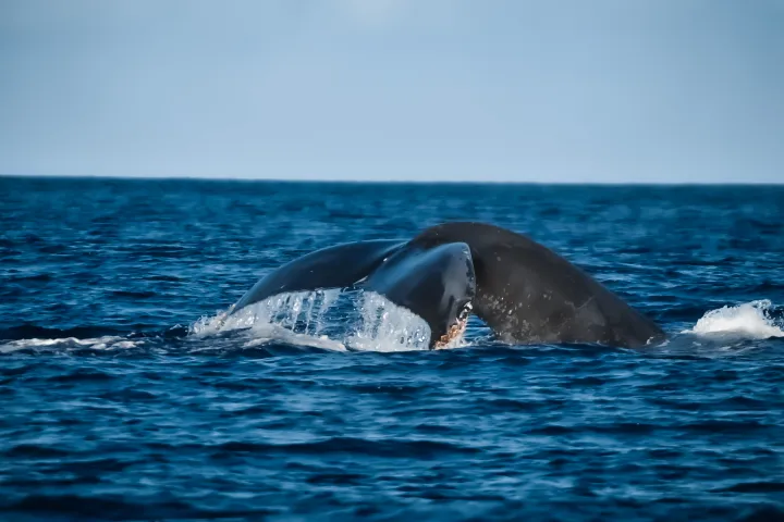 a whale swimming under water