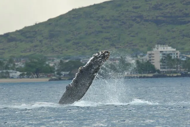 a large body of water with a mountain in the background