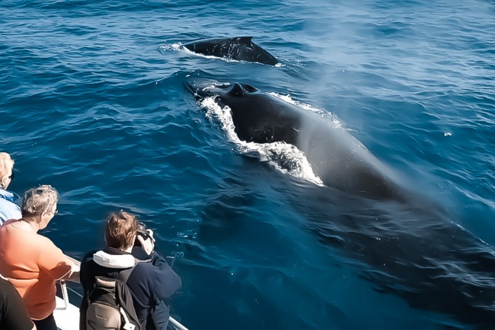 a group of people swimming in the water