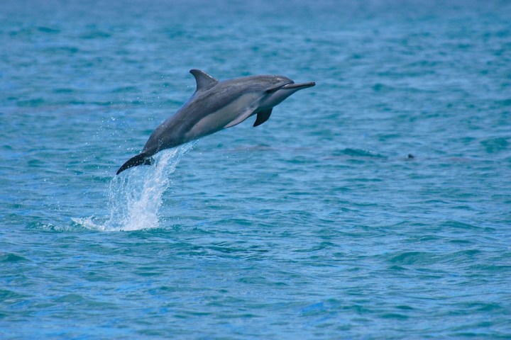 a dolphin jumping out of the water