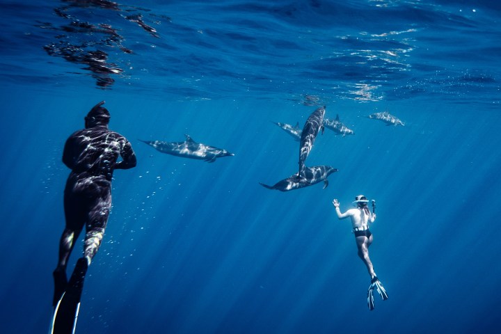 Two snorkelers underwater near a group of dolphins in clear blue water.