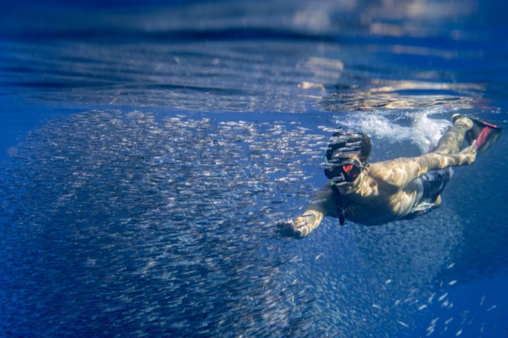 a turtle swimming under water
