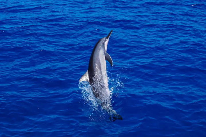 Dolphin leaping out of the vibrant blue ocean water.