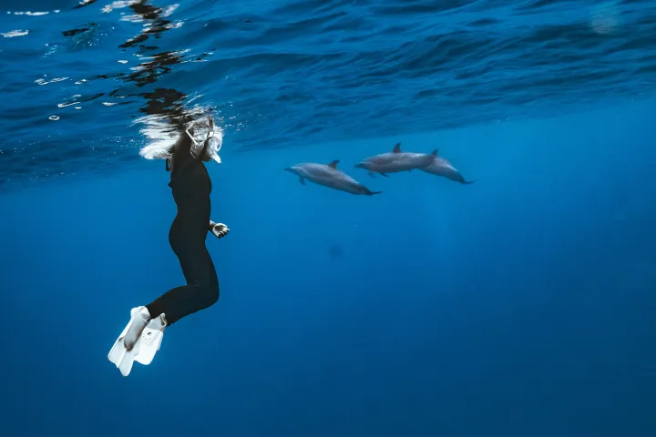 Diver with white fins swims underwater near three dolphins in the ocean.