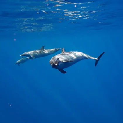 a bird flying over a body of water