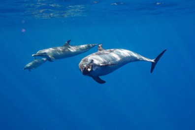 a bird flying over a body of water