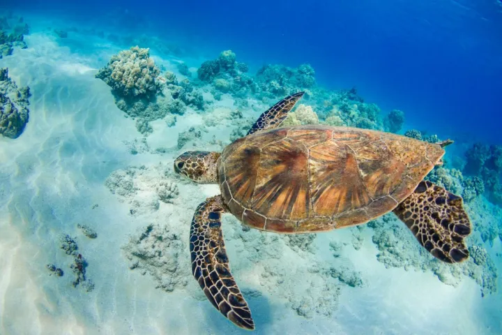 a turtle swimming under water