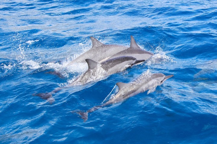 a dolphin jumping out of the water