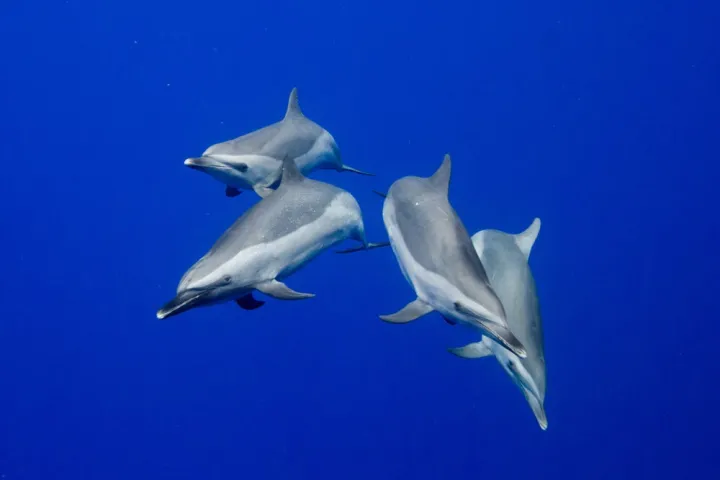 a bird flying over the top of a dolphin