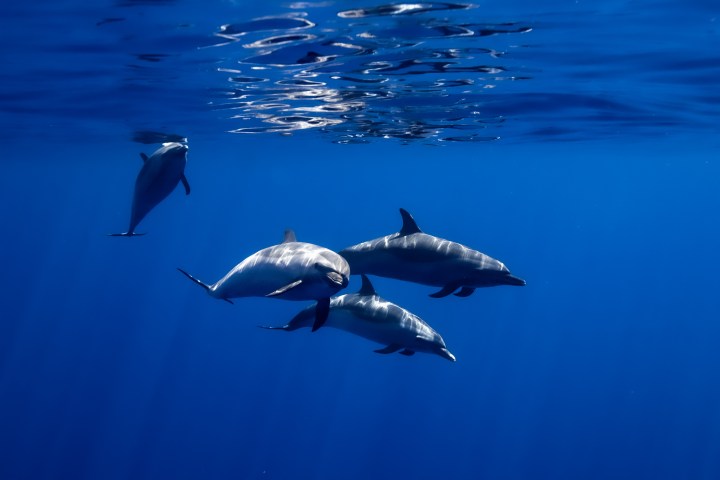 dolphins swimming under water