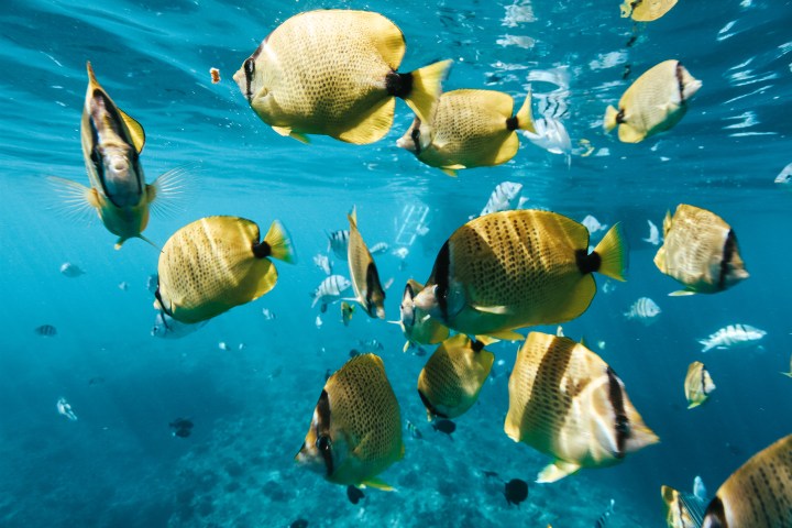 school of colorful reef fish