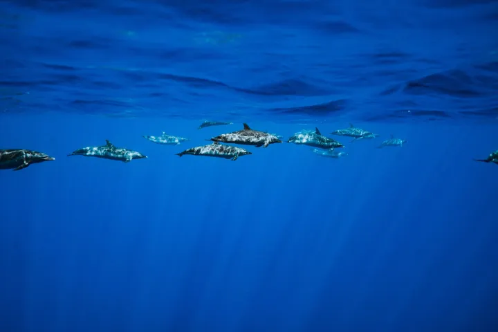 school of dolphins swimming