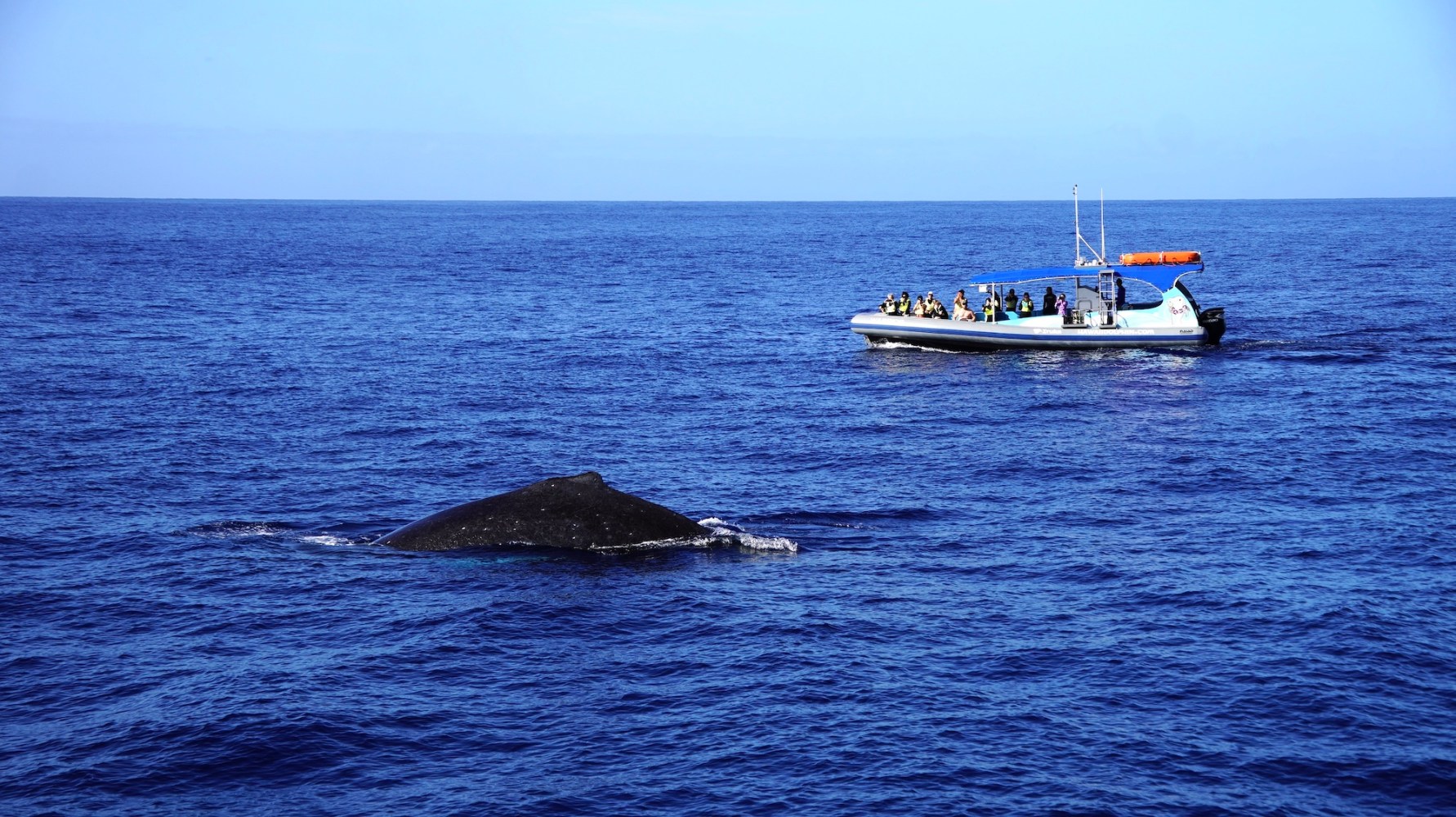 Boat with people watching a whale in the ocean.