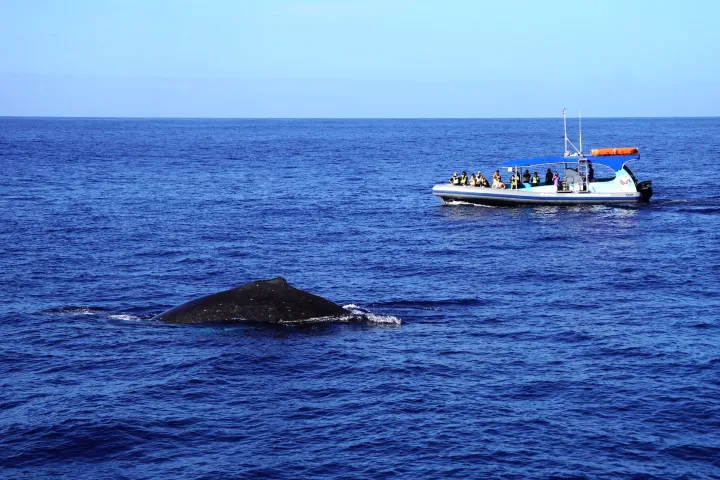 Boat with people watching a whale in the ocean.
