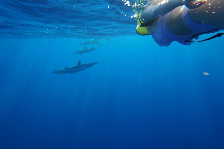 person swimming with dolphins in hawaii