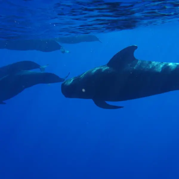 a large blue swimming in the water