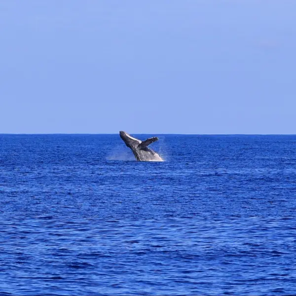 a bird flying over a body of water
