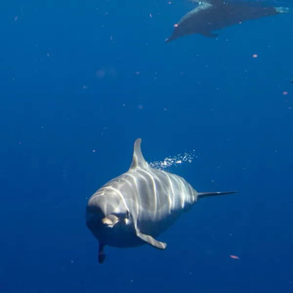 a fish swimming under water
