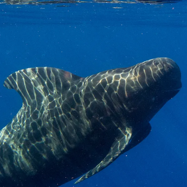 a fish swimming under water