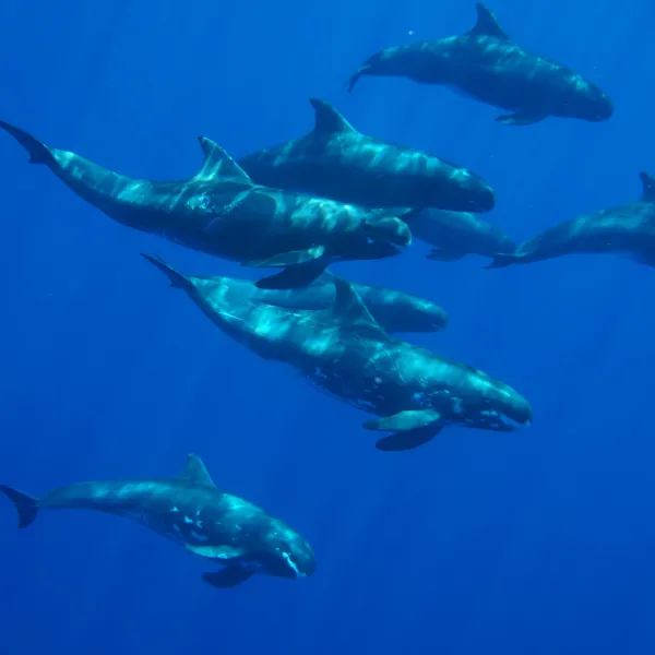 a large jet flying through a blue sky