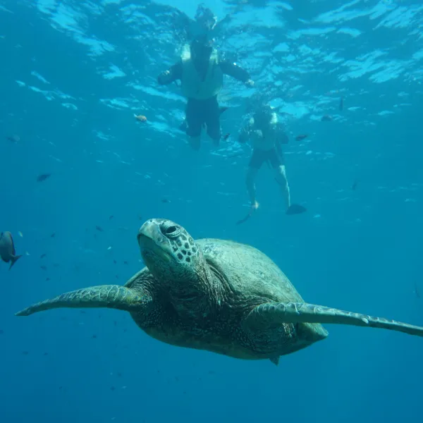 an animal swimming in the water