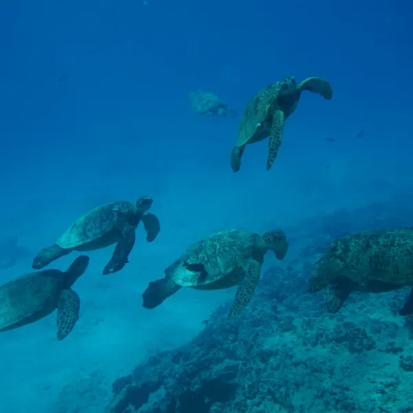 a large reptile in the water