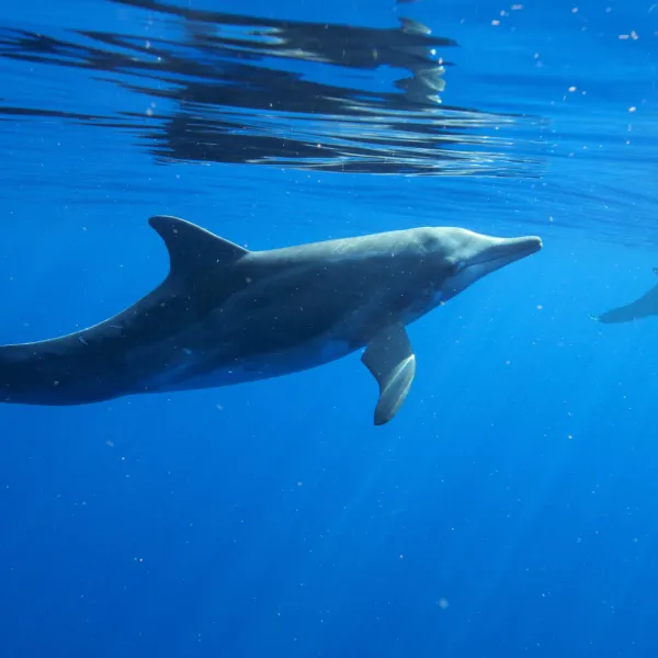 an animal swimming in the water