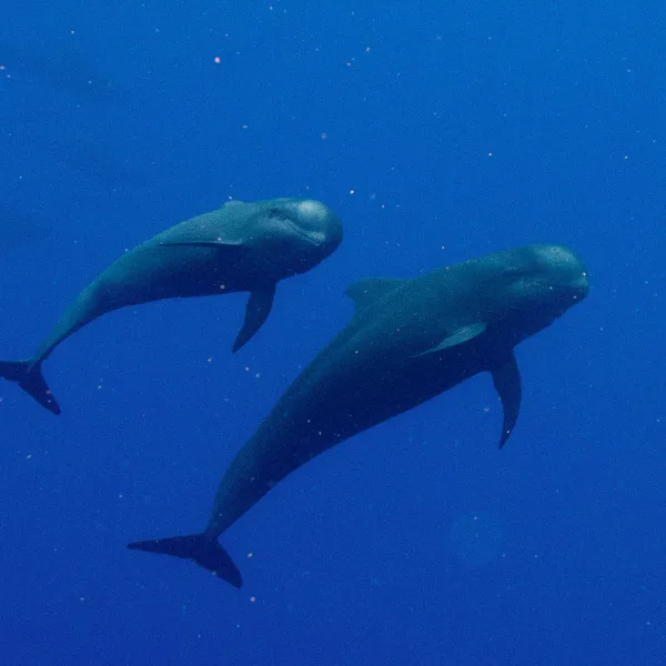 a fish swimming under water