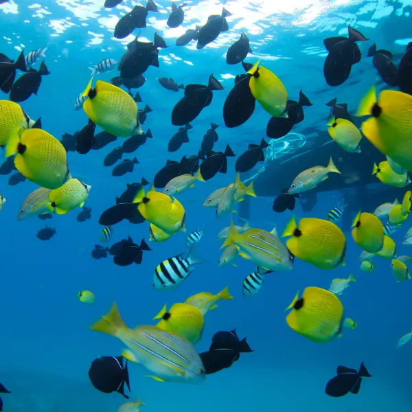 a group of people in a swimming pool