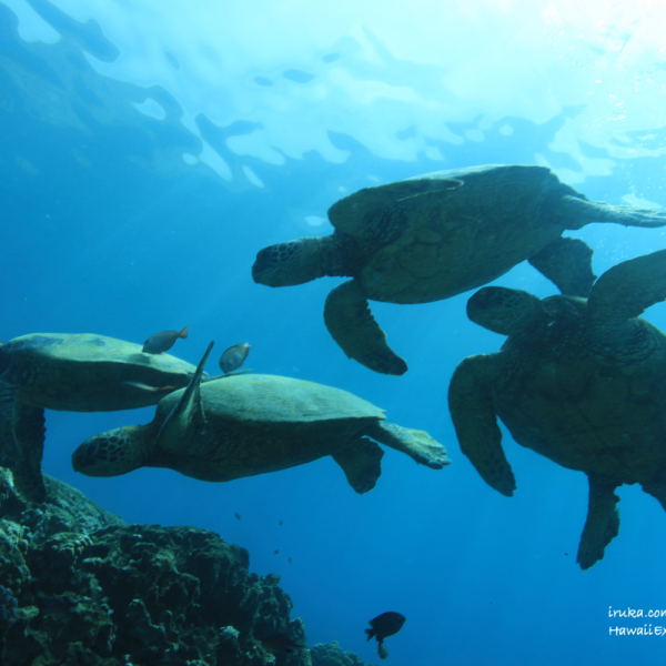 a flock of birds swimming in the water