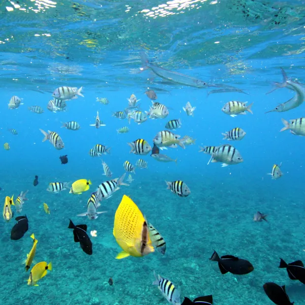 a group of people swimming in a body of water