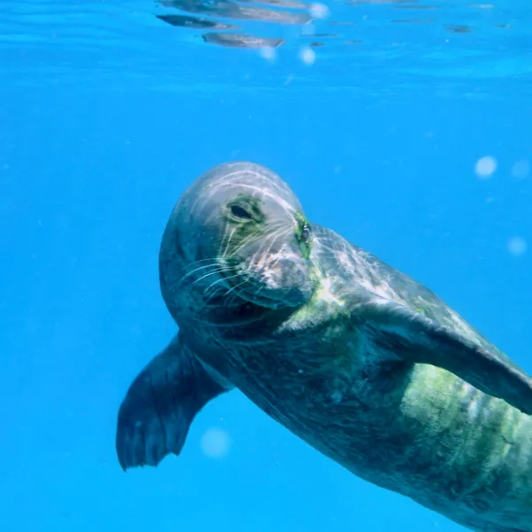 a bird swimming in water
