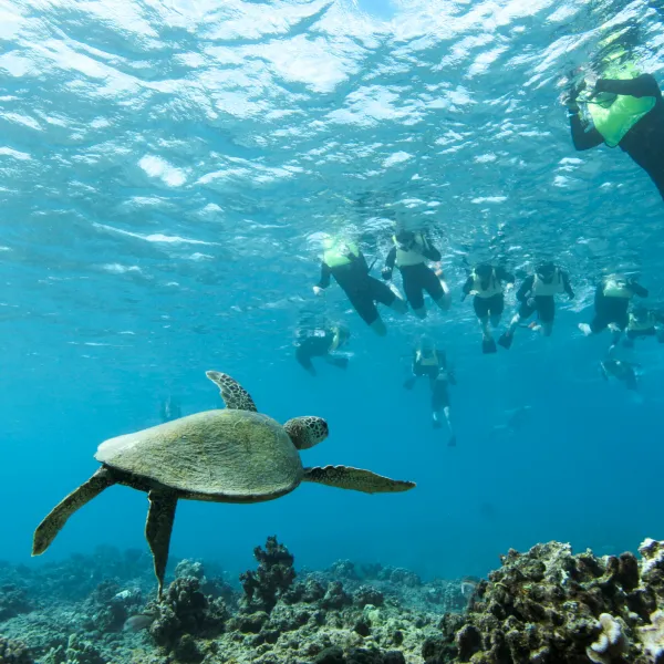 a bird flying over a body of water