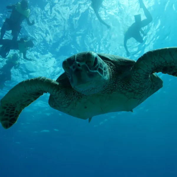 a turtle swimming under water