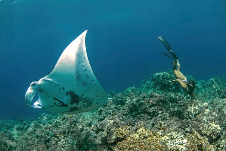 Iruka Hawai‘i Dolphin and Manta Tours photo 1 in Kailua Kona