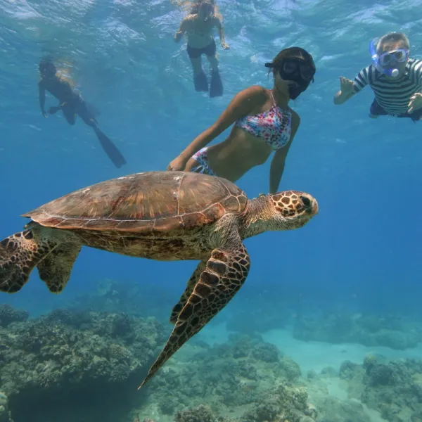 a turtle swimming under water