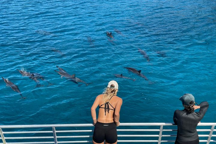 a group of people dolphin watching from boat