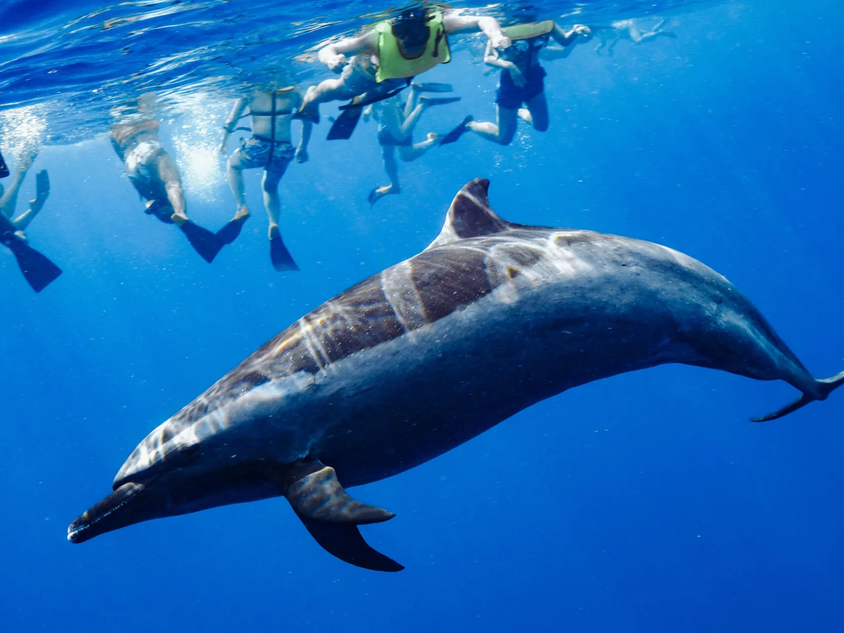 a group of people swimming with a dolphin