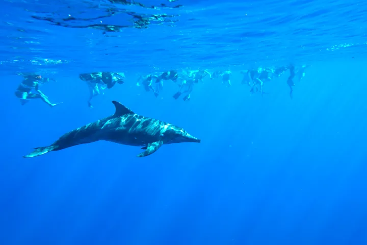 People swimming in the water with a wild dolphin in Hawaii