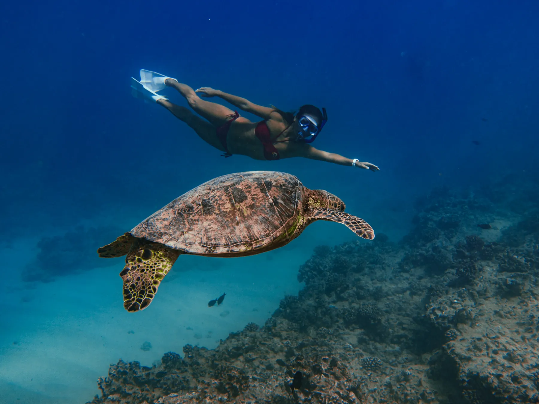 a woman and turtle swimming under water