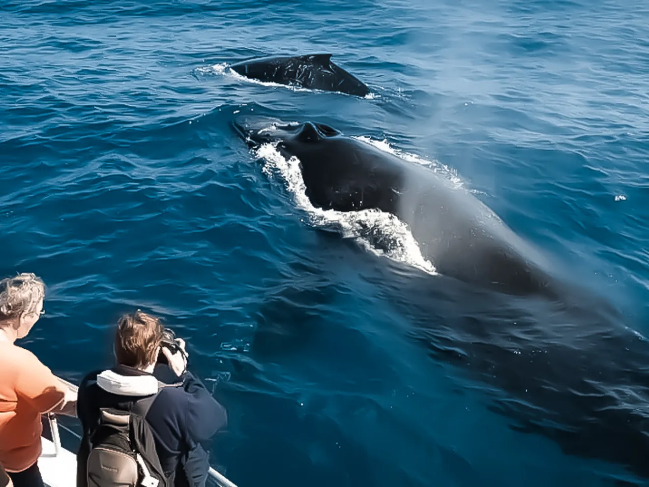 group of people whale watching from a boat