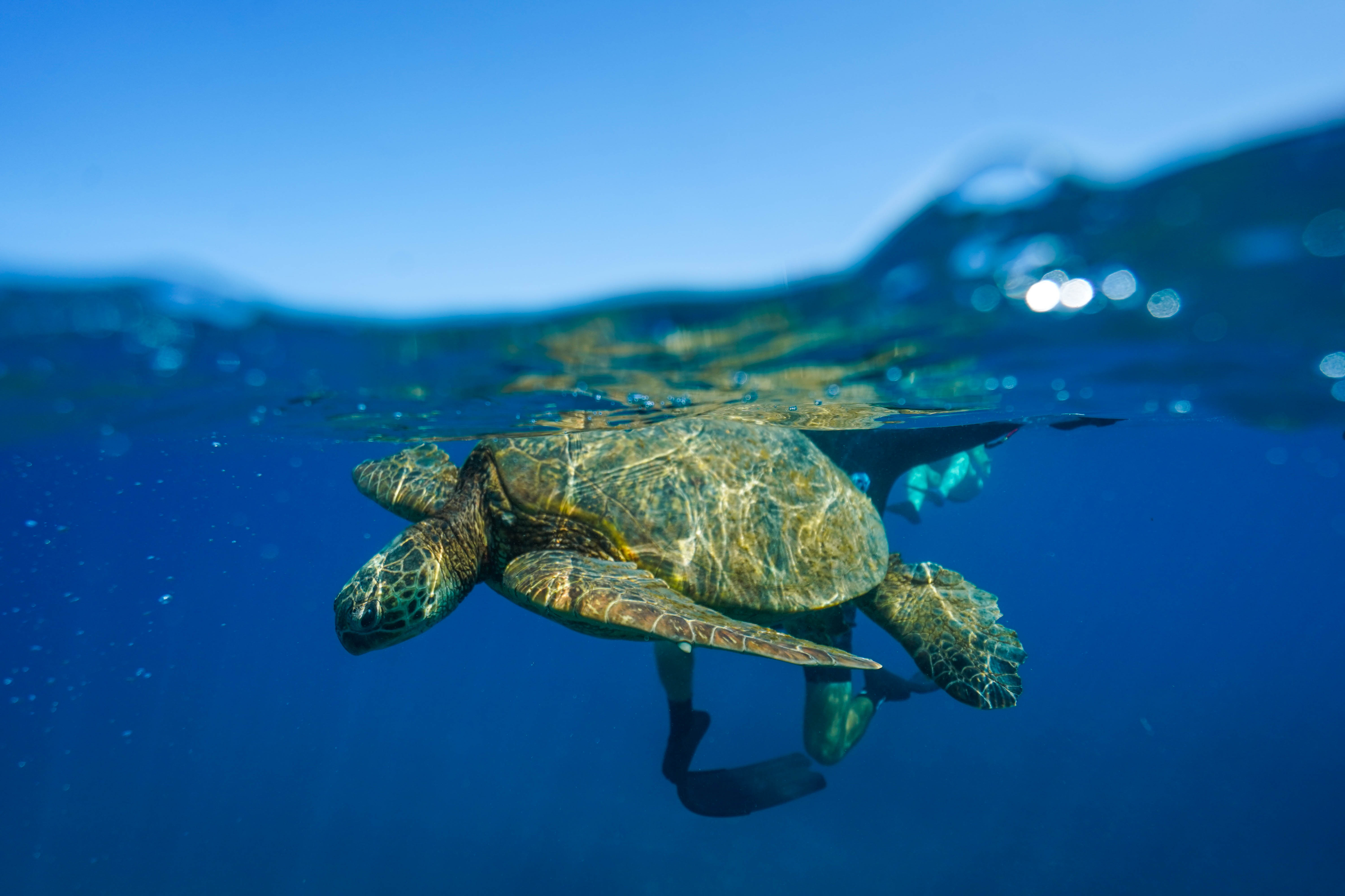 2-Hour Afternoon Kona Snorkel & Dolphin Watching Tour in Big Island