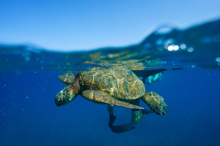 a turtle swimming under water
