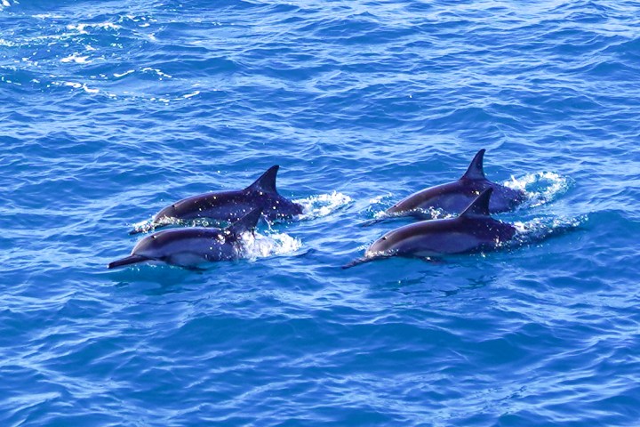a dolphin swimming in blue water