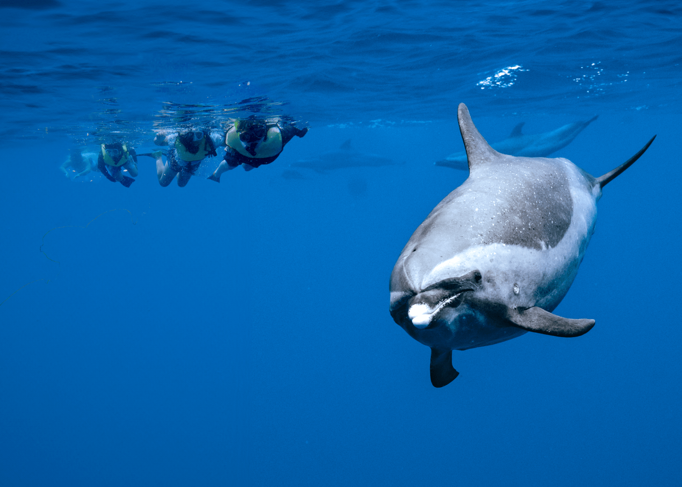 Swim with Dolphins in Hawaii with Iruka Hawaii