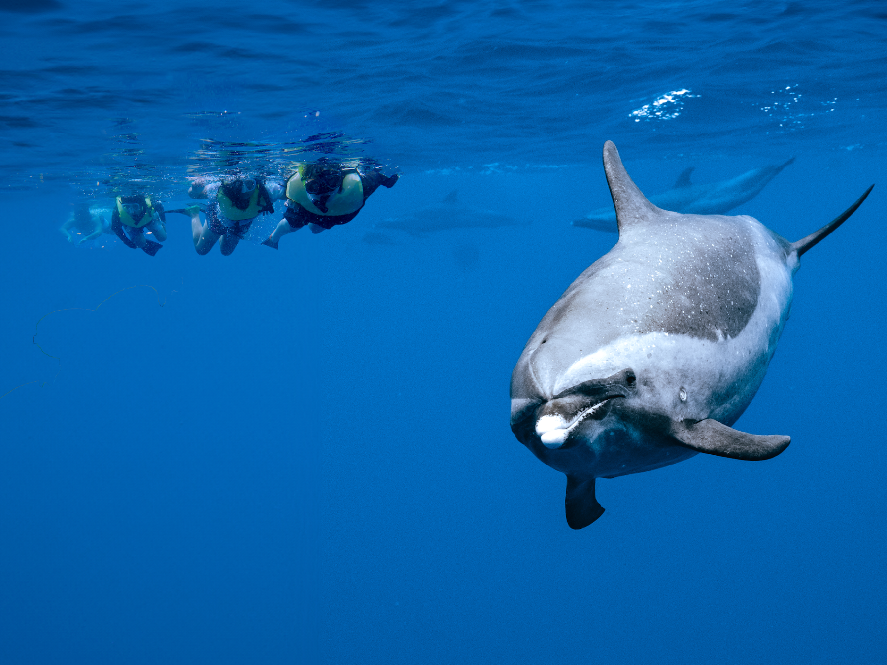 森丘ヒロキ　ドルフィン　Dolphin HIROKI MORIOKA Hiroya Minakuchi + Missing Link (水口博也): Dolphin (1993