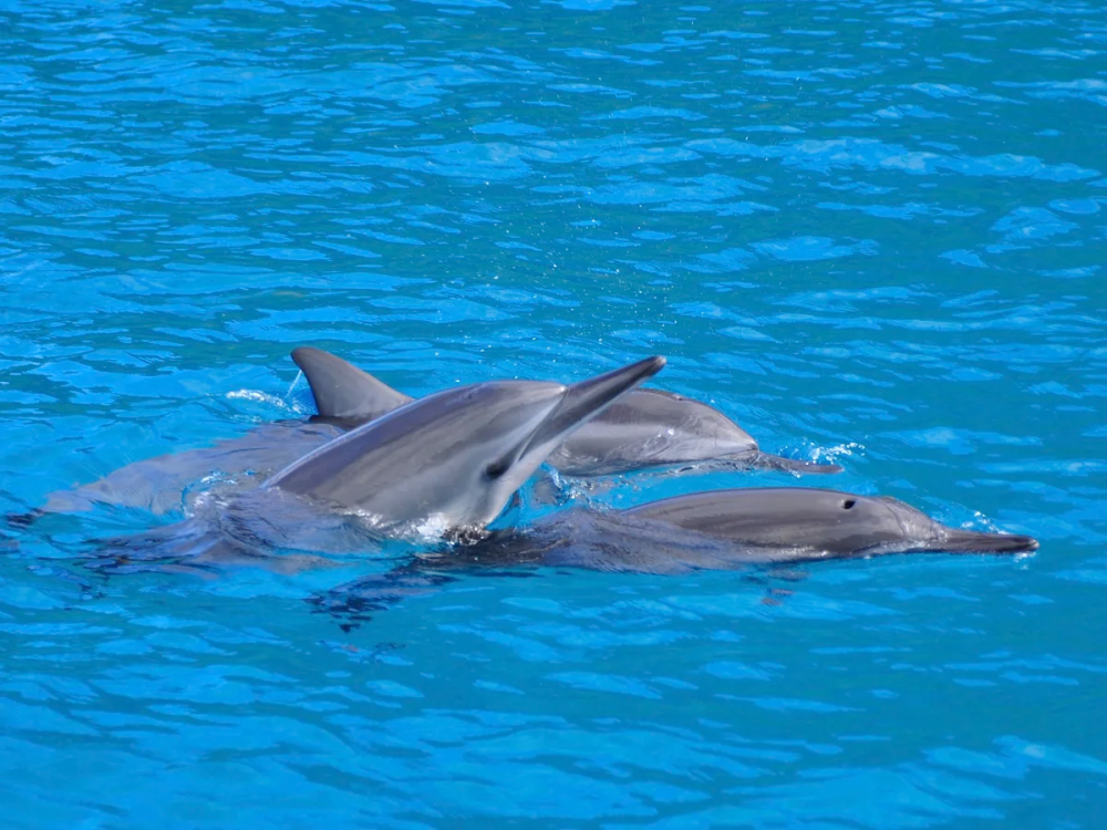 a dolphin swimming in blue water