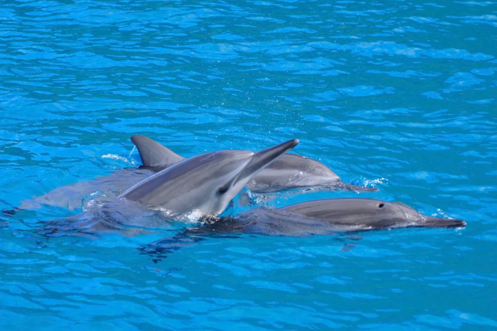 a dolphin swimming in blue water
